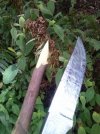 Rattler_field_sharpstick.jpg