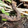 watersnake.jpg
