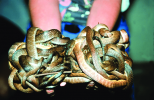 Brown-tree-snakes-reach-high-densities-in-their-introduced-population-on-Guam-These-were.png