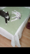 IMG_1620.PNG