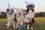 australian-shepherd-2208371_960_720.jpg