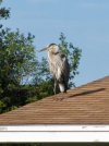heron.roof.jpg