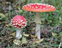 764px-Amanita_muscaria_UK.jpg