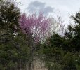 redbud 4-15-23.JPG