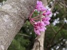 redbud 4-15-23 2a.JPG