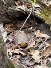 IMG_9399-compressed.jpeg