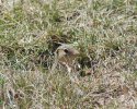 DSC_0042.JPG