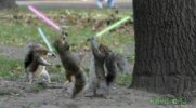 jedi_squirrel.jpg