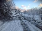 Tree 1.jpg