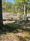 IMG_5437.jpeg