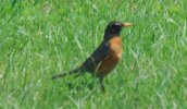 DSC_0039.JPG