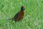 DSC_0042.JPG