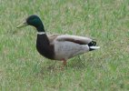 DSC_0003.JPG