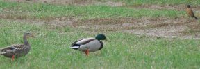 DSC_0014.JPG