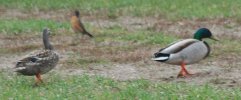 DSC_0016.JPG