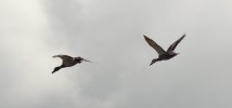 DSC_0019.JPG