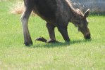 DSC_0033.JPG
