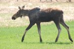 DSC_0037.JPG
