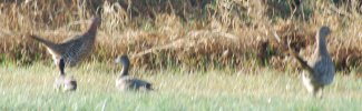 DSC_0013.JPG