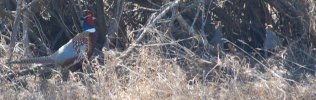 DSC_0021.JPG