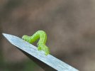 IMG_1301.jpeg