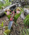 Albatross-and-lady-slippers.jpg