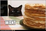 lolcat.jpg