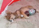 dog.jpg