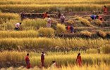 nepal_rice_harvest.jpg