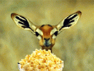 popcorngif.gif