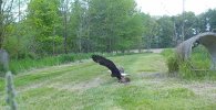 Resized_Bald_Eagle__(2)_668928105809457.jpeg