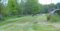 Resized_Bald_Eagle__(3)_668963119696736.jpeg
