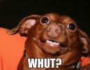 whut_o_1084154-3832498587.jpeg
