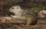 13.line.groundsquirrel.jpeg