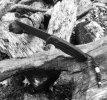 IMG_5538.jpeg