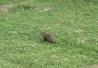 groundhog 6-7-23.JPG