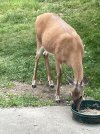 IMG_0768.jpeg