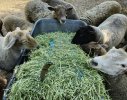 Caribbean Salt in Alfalfa.jpg