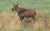 DSC_0011.JPG