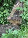 IMG_5812.jpeg