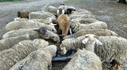 Ewes eating ChaffHaye.jpg