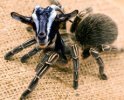 spider-goat.jpg