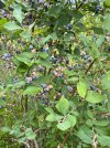 IMG_2239.jpeg