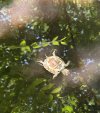 IMG_0051.jpeg