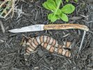Latreille-Laguiole-and-milk-snake.jpg