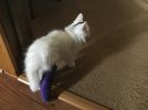 IMG_3222.jpeg