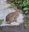 MyRabbit.jpg