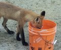 FOX KIT DRINKS 2023 07 02 650 MED.jpg