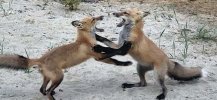 FOX KITS 2 2023 07 02650 MED.jpg