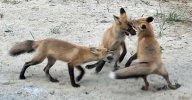 FOX KITS 3 PLAY 2023 07 02 CROP 650 MED.jpg